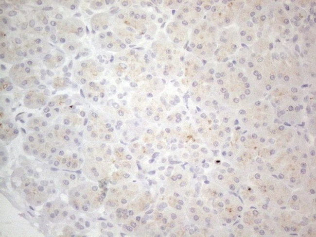 NPPB Antibody in Immunohistochemistry (Paraffin) (IHC (P))