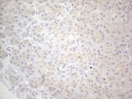 NPPB Antibody in Immunohistochemistry (Paraffin) (IHC (P))