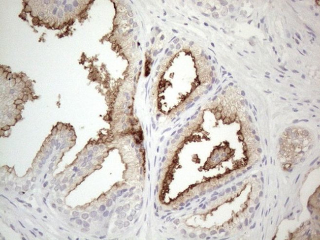 NPPB Antibody in Immunohistochemistry (Paraffin) (IHC (P))