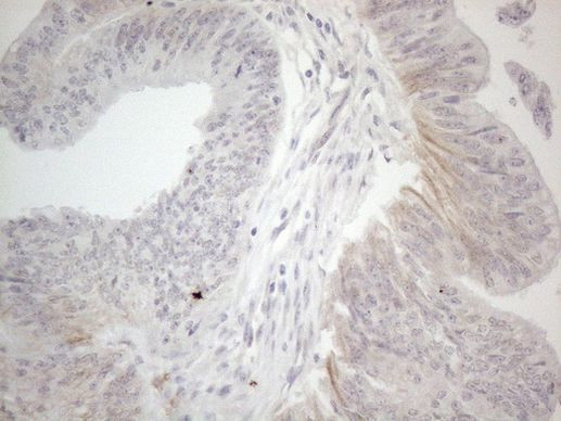 NPPB Antibody in Immunohistochemistry (Paraffin) (IHC (P))