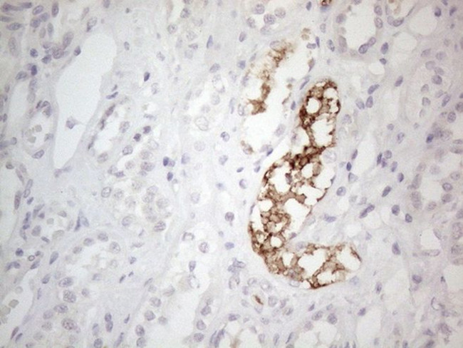 NPPB Antibody in Immunohistochemistry (Paraffin) (IHC (P))