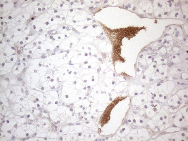 NPPB Antibody in Immunohistochemistry (Paraffin) (IHC (P))