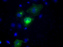 NPR3 Antibody in Immunocytochemistry (ICC/IF)