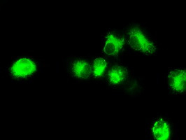 NPR3 Antibody in Immunocytochemistry (ICC/IF)