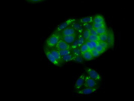 NPR3 Antibody in Immunocytochemistry (ICC/IF)