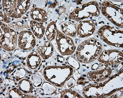 NPR3 Antibody in Immunohistochemistry (Paraffin) (IHC (P))