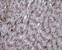 NPR3 Antibody in Immunohistochemistry (Paraffin) (IHC (P))