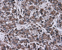 NPR3 Antibody in Immunohistochemistry (Paraffin) (IHC (P))