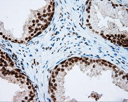 NPR3 Antibody in Immunohistochemistry (Paraffin) (IHC (P))