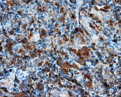 NPR3 Antibody in Immunohistochemistry (Paraffin) (IHC (P))