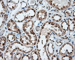 NPR3 Antibody in Immunohistochemistry (Paraffin) (IHC (P))