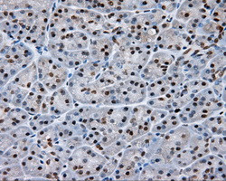 NPR3 Antibody in Immunohistochemistry (Paraffin) (IHC (P))