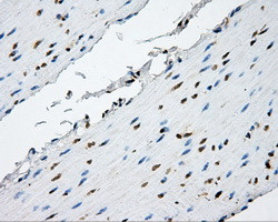 NPR3 Antibody in Immunohistochemistry (Paraffin) (IHC (P))