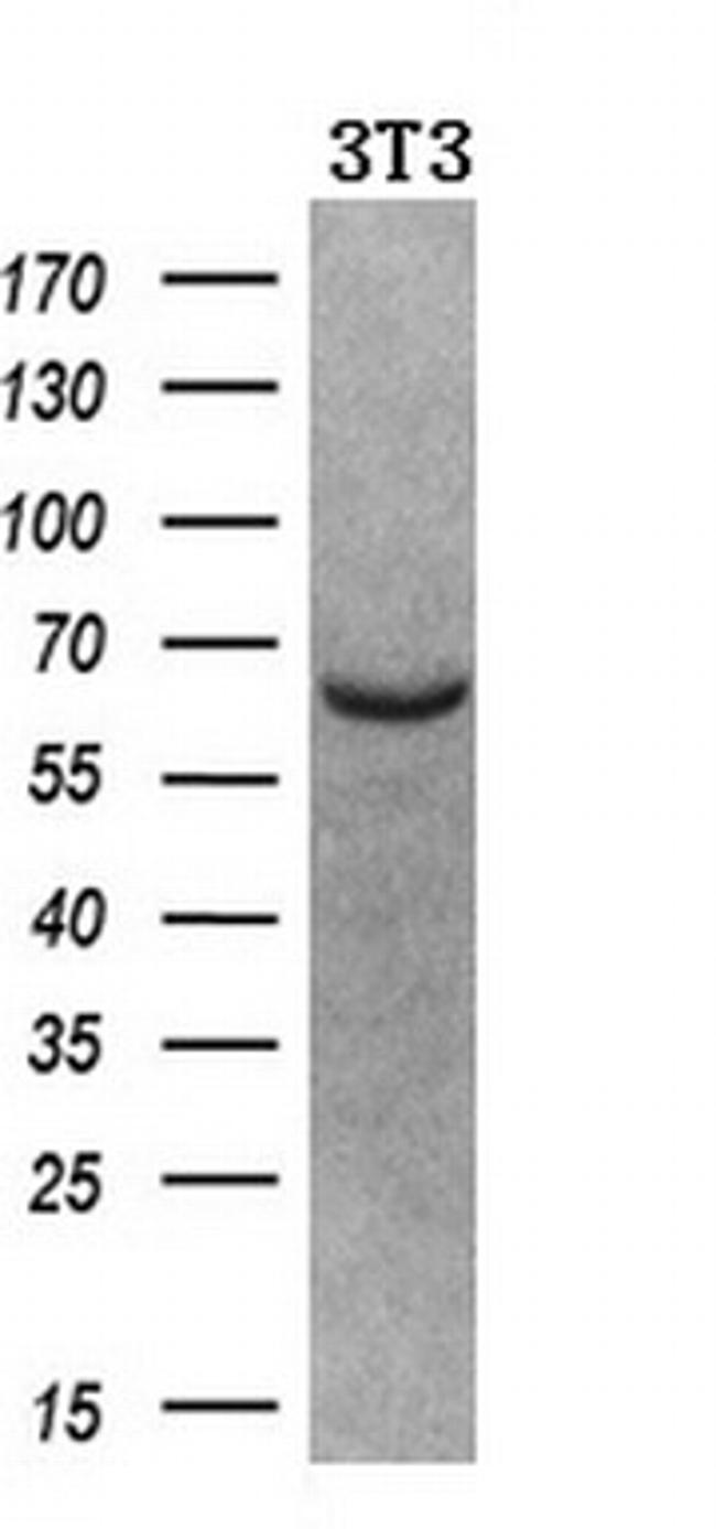 NPR3 Antibody in Western Blot (WB)