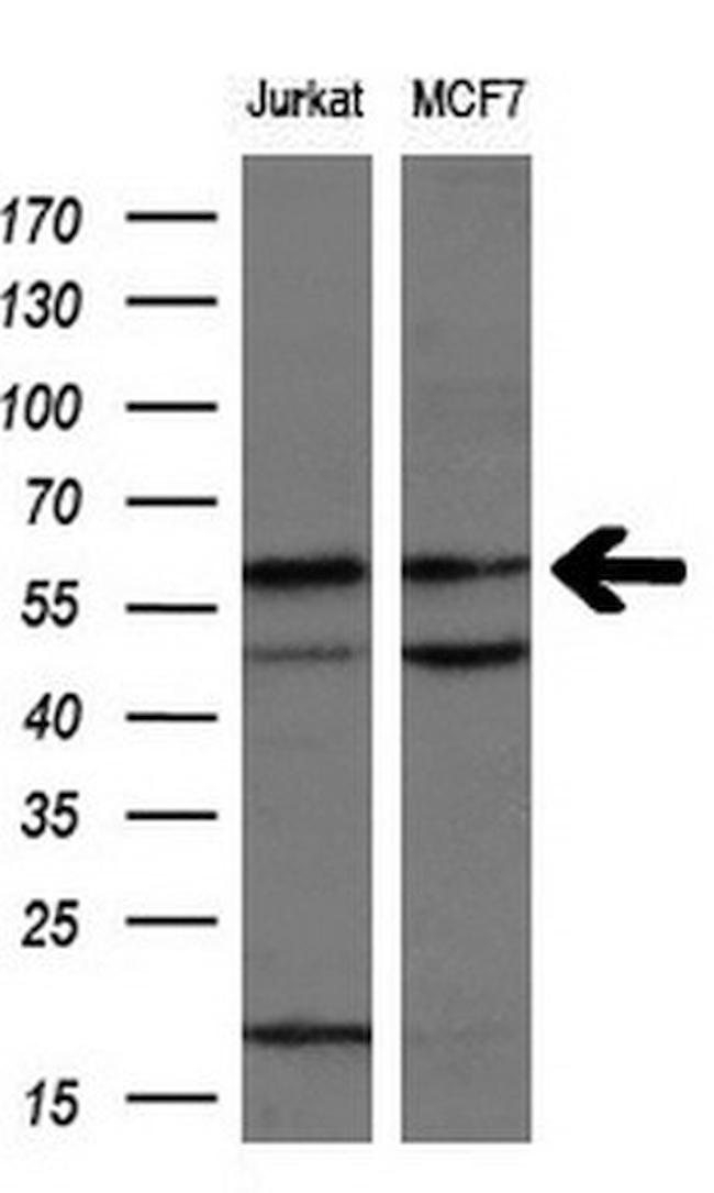 NPR3 Antibody in Western Blot (WB)