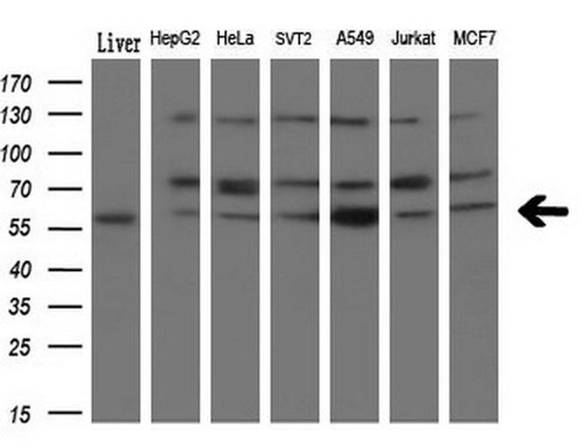 NPR3 Antibody in Western Blot (WB)