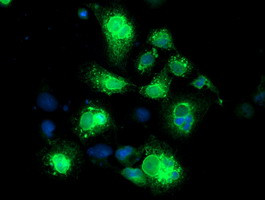 NPTN Antibody in Immunocytochemistry (ICC/IF)