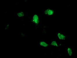 NPTN Antibody in Immunocytochemistry (ICC/IF)