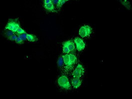 NPTN Antibody in Immunocytochemistry (ICC/IF)