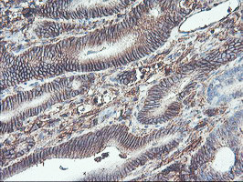 NPTN Antibody in Immunohistochemistry (Paraffin) (IHC (P))