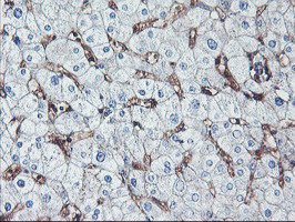 NPTN Antibody in Immunohistochemistry (Paraffin) (IHC (P))