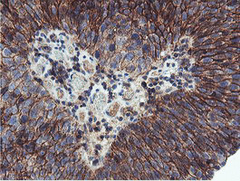 NPTN Antibody in Immunohistochemistry (Paraffin) (IHC (P))