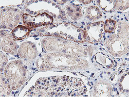 NPTN Antibody in Immunohistochemistry (Paraffin) (IHC (P))