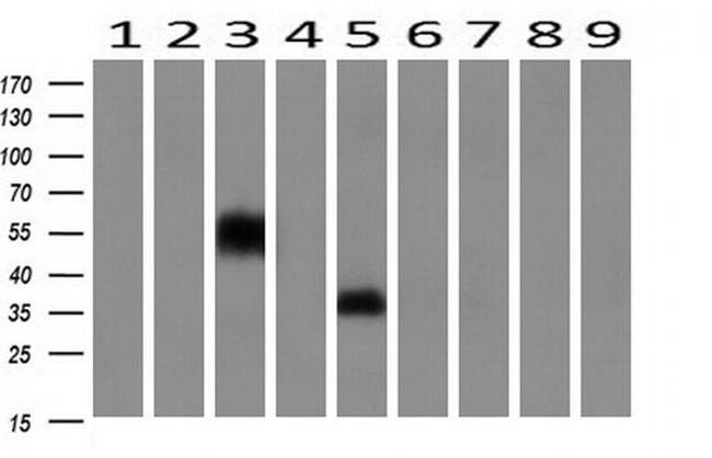 NPTN Antibody in Western Blot (WB)