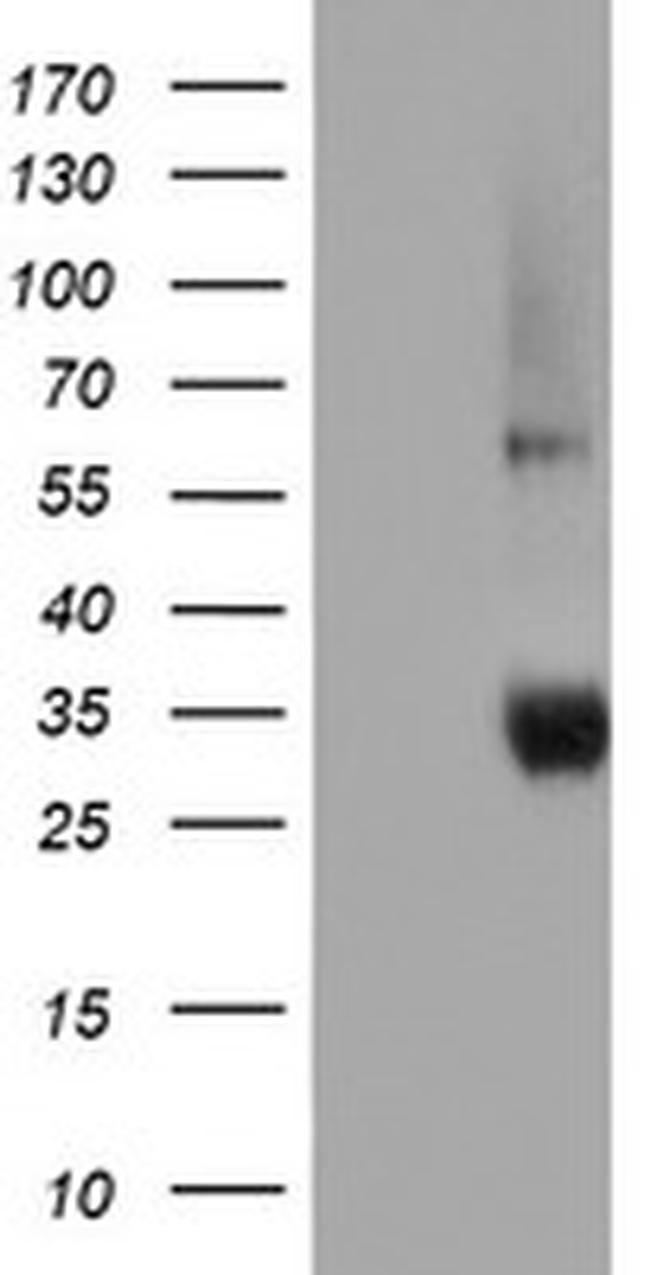 NPTN Antibody in Western Blot (WB)