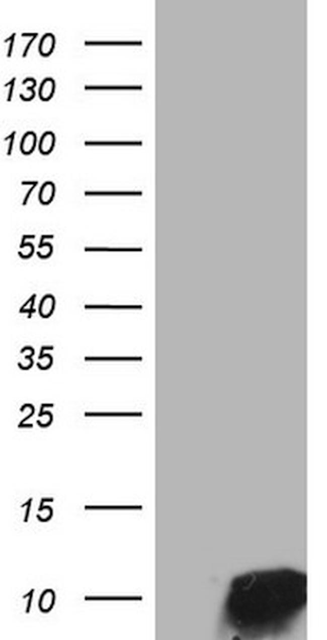 NPY Antibody in Western Blot (WB)