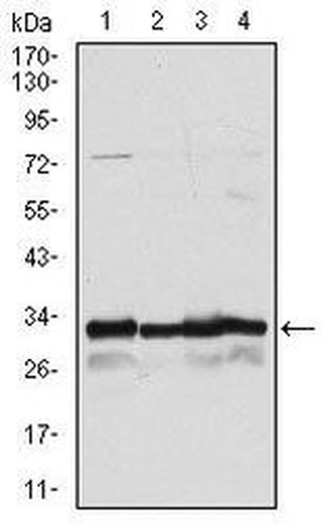 NQO1 Antibody in Western Blot (WB)