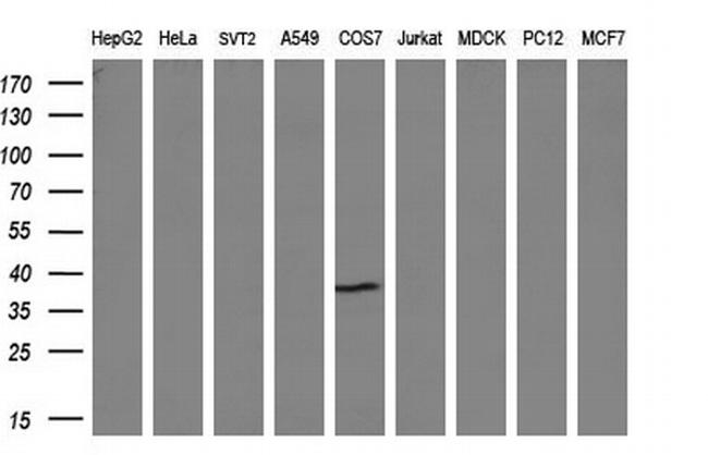 NR0B2 Antibody in Western Blot (WB)