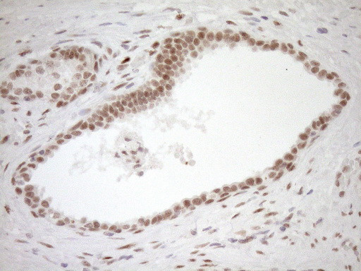 NR1H3 Antibody in Immunohistochemistry (Paraffin) (IHC (P))