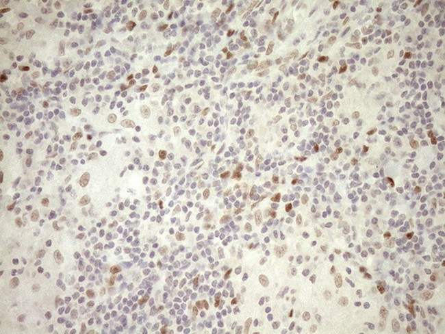 NR1H3 Antibody in Immunohistochemistry (Paraffin) (IHC (P))