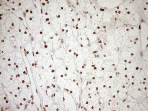 NR1H3 Antibody in Immunohistochemistry (Paraffin) (IHC (P))