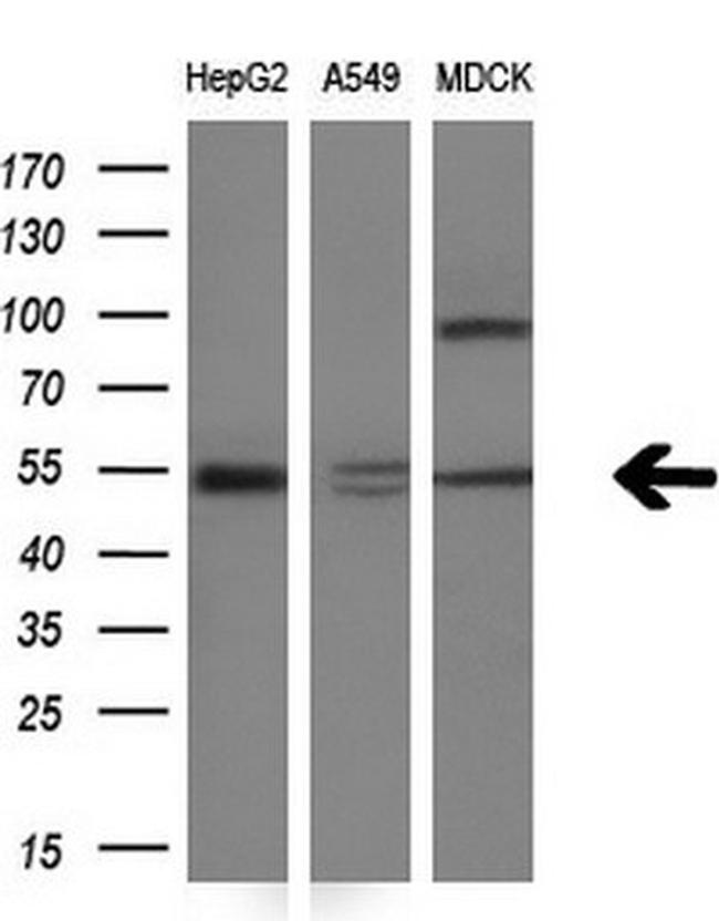 NR1H3 Antibody in Western Blot (WB)