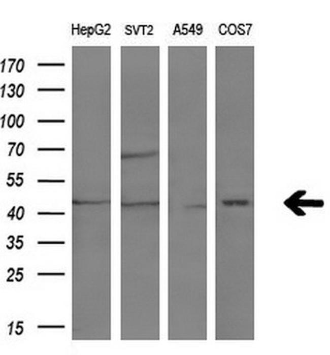 NR1I3 Antibody in Western Blot (WB)