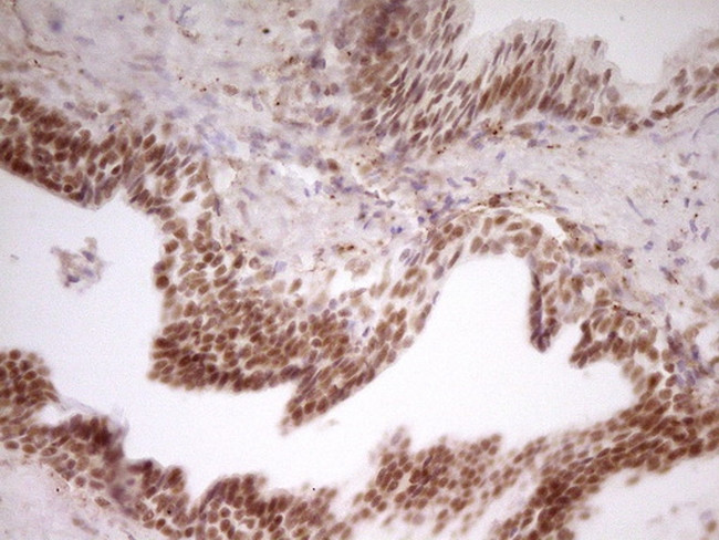 NR2C2 Antibody in Immunohistochemistry (Paraffin) (IHC (P))