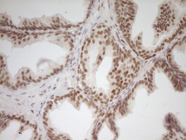 NR2C2 Antibody in Immunohistochemistry (Paraffin) (IHC (P))