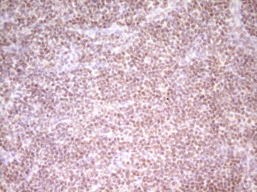 NR2C2 Antibody in Immunohistochemistry (Paraffin) (IHC (P))