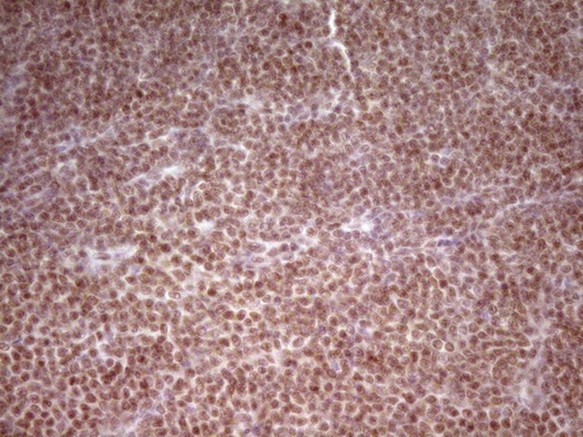 NR2C2 Antibody in Immunohistochemistry (Paraffin) (IHC (P))