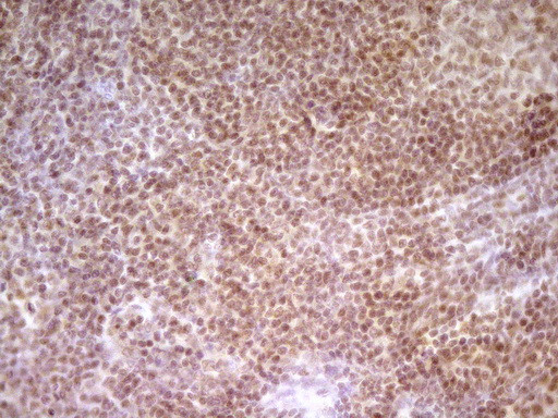 NR2C2 Antibody in Immunohistochemistry (Paraffin) (IHC (P))