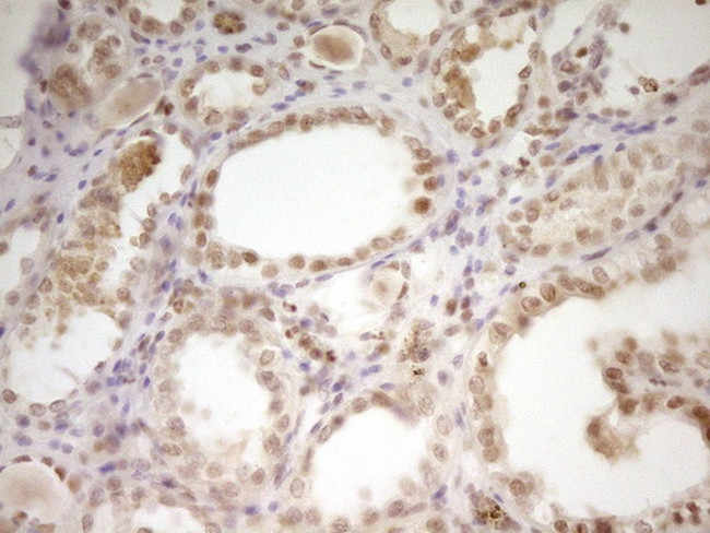 NR2C2 Antibody in Immunohistochemistry (Paraffin) (IHC (P))