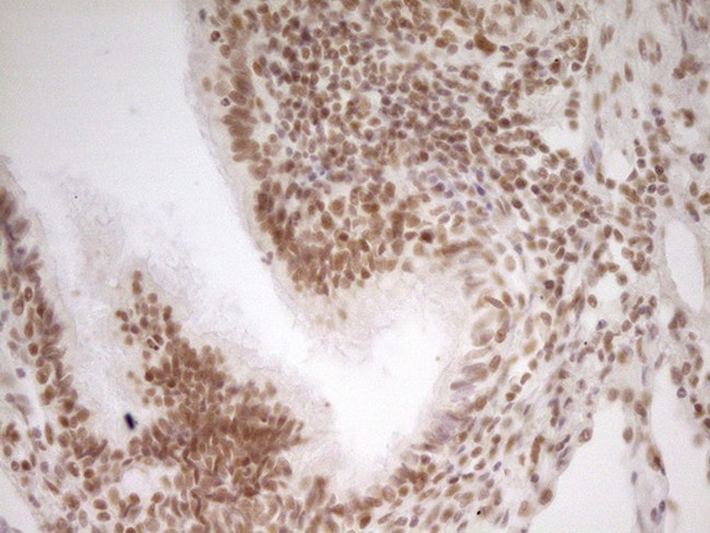 NR2C2 Antibody in Immunohistochemistry (Paraffin) (IHC (P))