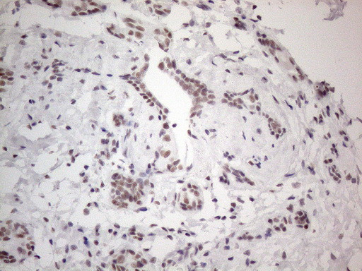 NR2C2 Antibody in Immunohistochemistry (Paraffin) (IHC (P))