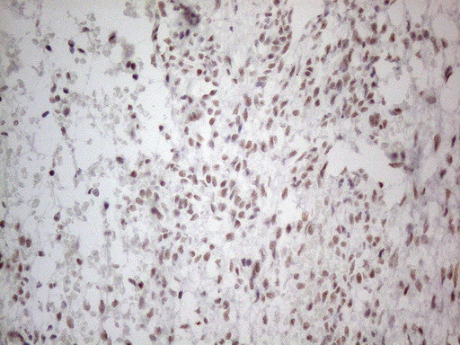 NR2C2 Antibody in Immunohistochemistry (Paraffin) (IHC (P))