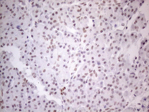 NR2C2 Antibody in Immunohistochemistry (Paraffin) (IHC (P))