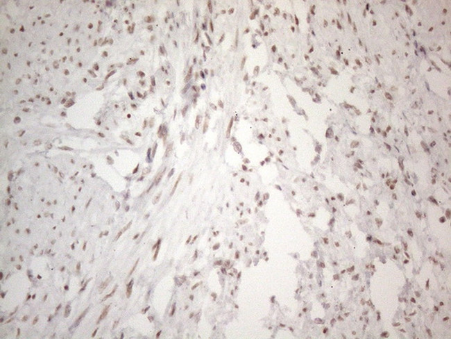 NR2C2 Antibody in Immunohistochemistry (Paraffin) (IHC (P))