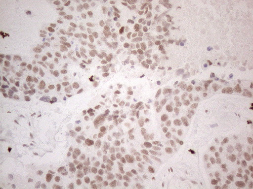 NR2C2 Antibody in Immunohistochemistry (Paraffin) (IHC (P))