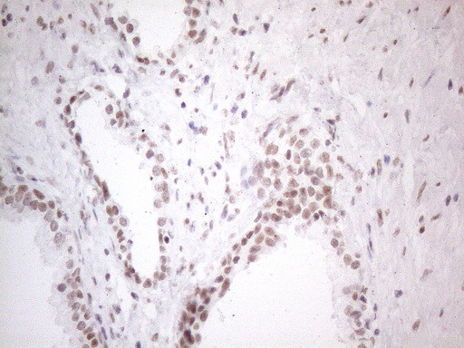 NR2C2 Antibody in Immunohistochemistry (Paraffin) (IHC (P))